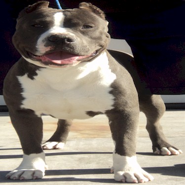 Baby Boys Kingdom Kennels High Rollers Gold Whiskys Baby Boy Pit Bull.jpg
